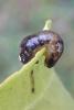 Caliroa cerasi